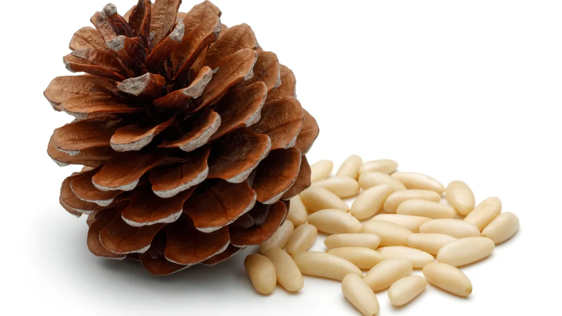 In einem mittelgroßen Pinienzapfen stecken etwa 100 Kerne. Foto: iStock