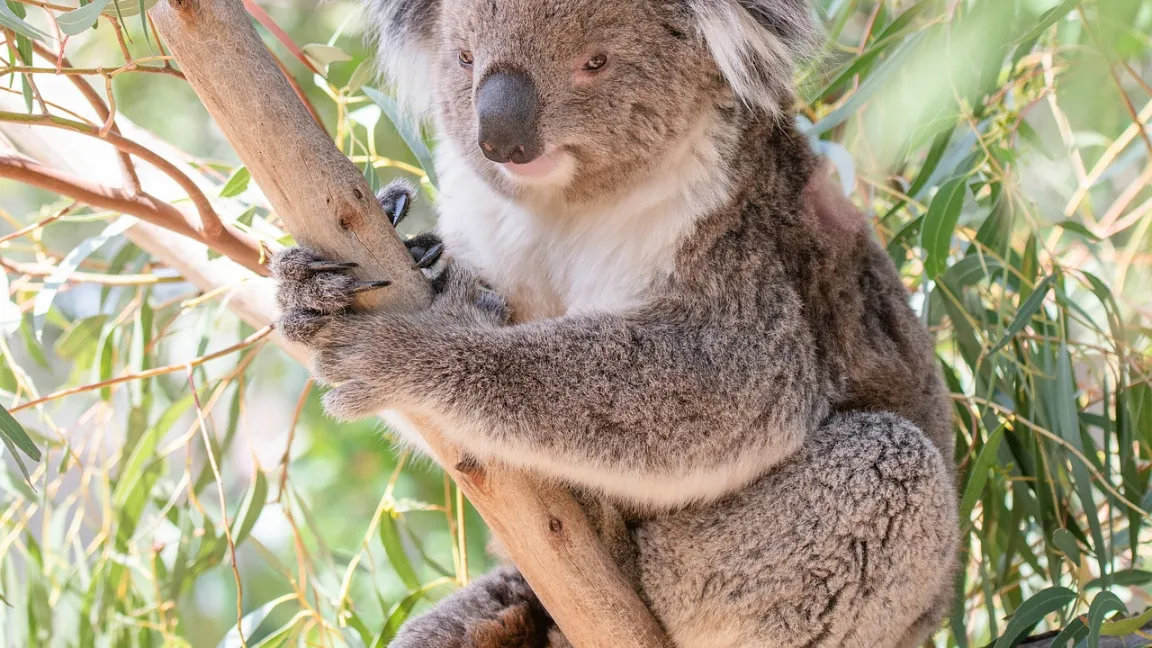 Eukalyptus ist die Futterpflanze des Koalas und einiger anderer Beuteltiere. Für die meisten anderen Tierarten ist er giftig. Auch die Koalas fressen bevorzugt alte Blätter, in denen die Giftstoffe nicht mehr so hoch konzentriert sind. Foto: Penny/Pixabay
