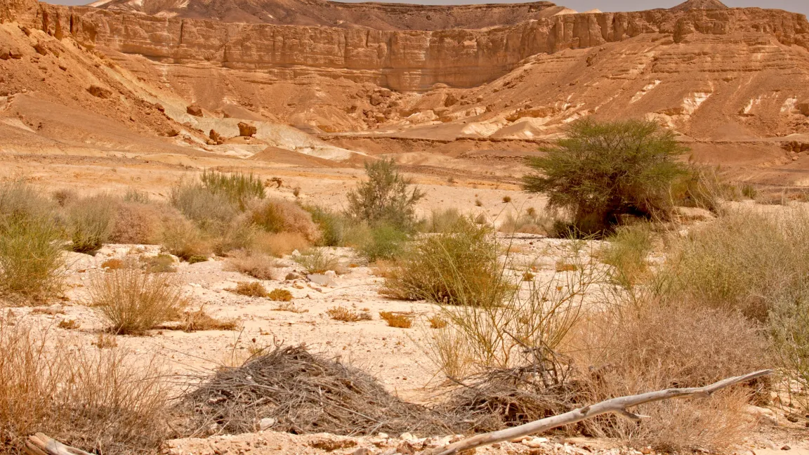 Die Wüste als Problemlöser: Hilfreiche Wurzelbakterien unterstützen Wüstenpflanzen bei Trockenstress und können auch Nutzpflanzen helfen. Foto: Catrin Hahn