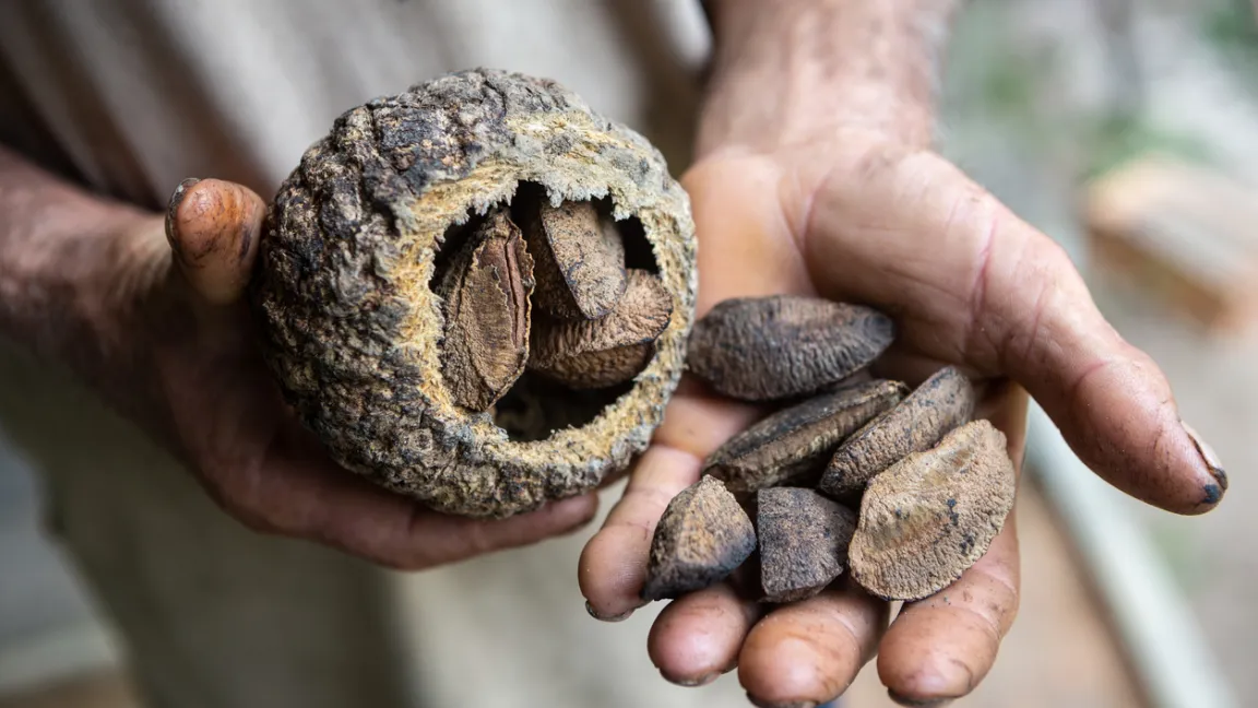 Die Samen des Paranussbaums verbergen sich in einer Kapsel. Foto: iStock