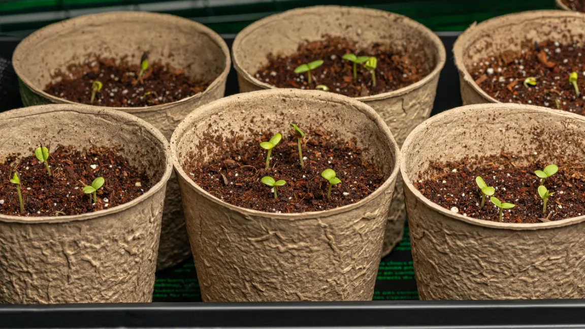 Zinnien sind sehr wärmeliebend und keimen daher auf der warmen Fensterbank besonders zuverlässig. Foto: iStock