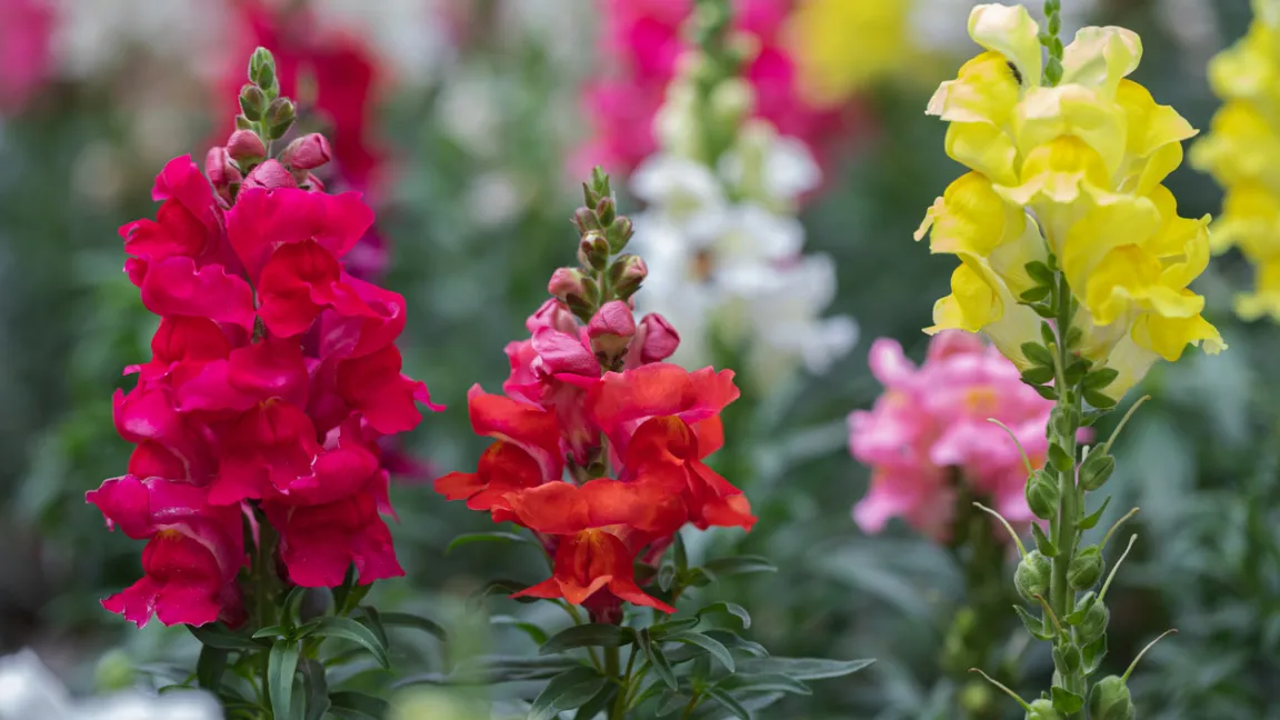 Löwenmäulchen sind Kaltkeimer und brauchen daher einen Kältereiz, bevor sie an einem hellen, warmen Ort austreiben. Foto: iStock