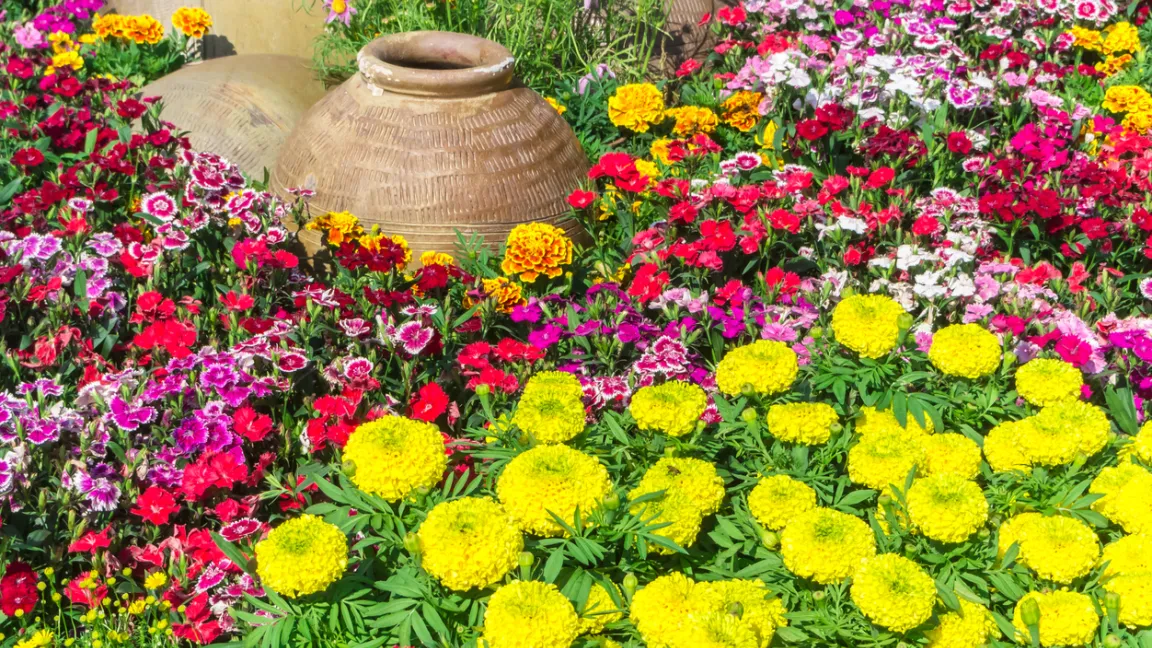 Wer sich schon früh im Jahr über bunte Sommerblumen freuen möchte, kann sie ab Februar vorziehen. Foto: iStock