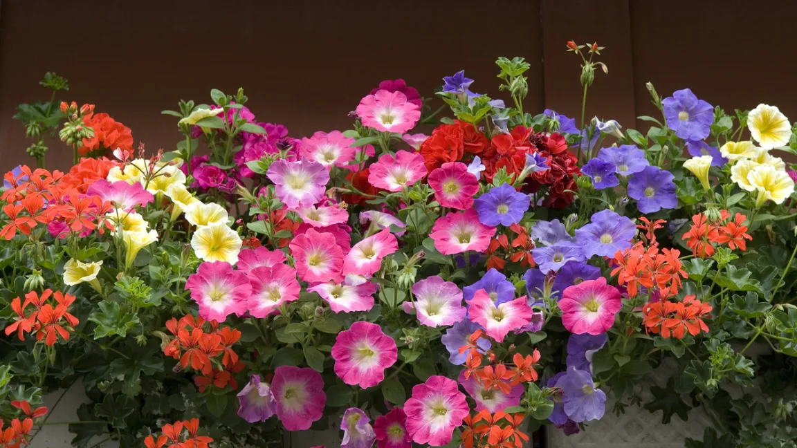 Beliebte Balkonblumen wie Petunien oder Geranien können ganz einfach aus Samen vorgezogen werden. Foto: iStock
