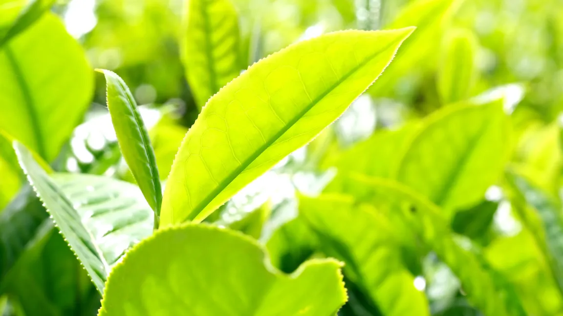 Teeblätter kurz vor der Ernte. Foto: hartono subagio/Pixabay