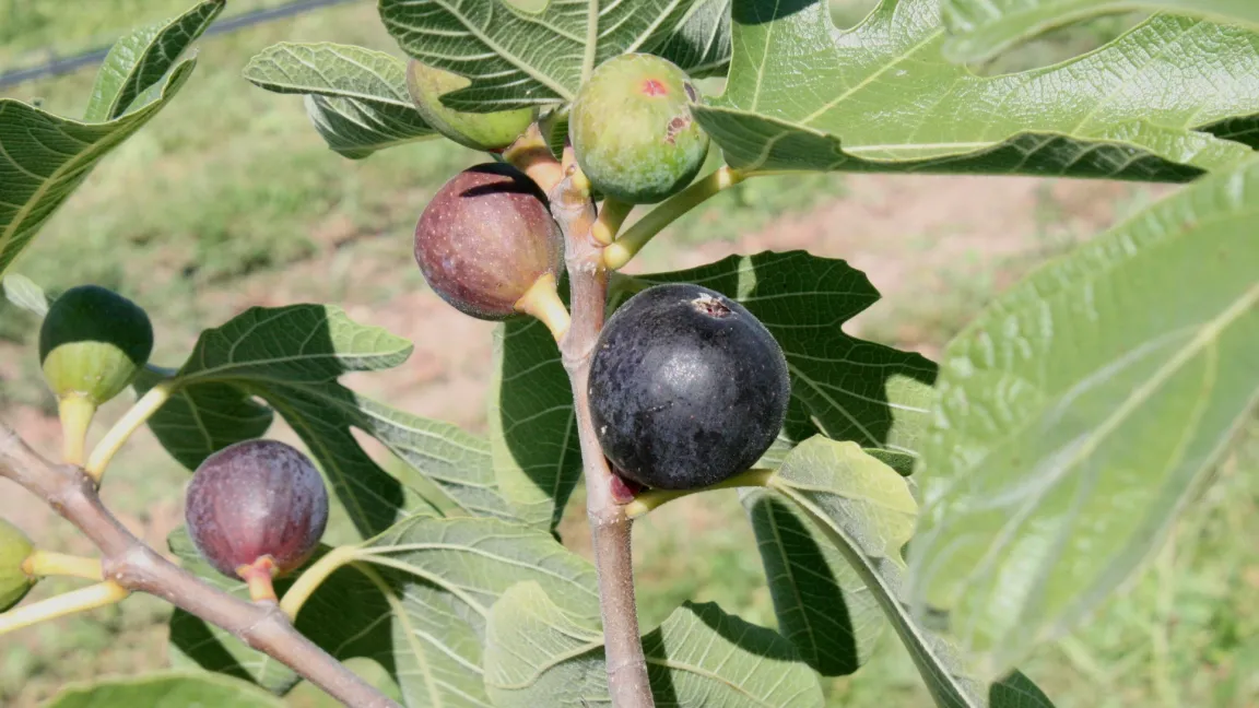 Von den Herbstfeigen reifen in Mitteleuropa, wenn überhaupt, nur die ältesten Früchte aus, und die übrigen erfrieren im Winter. Foto: Heinrich Beltz