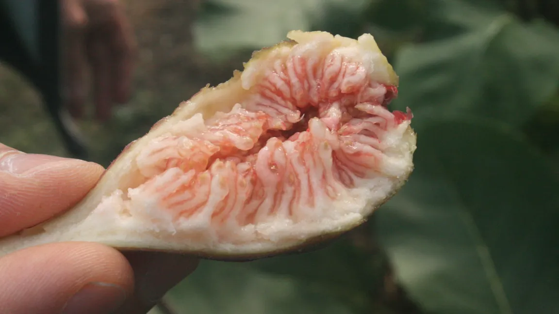 Die Feigen sind eigentlich ganze Fruchtstände mit hunderten länglicher Einzelfrüchte. Foto: Heinrich Beltz