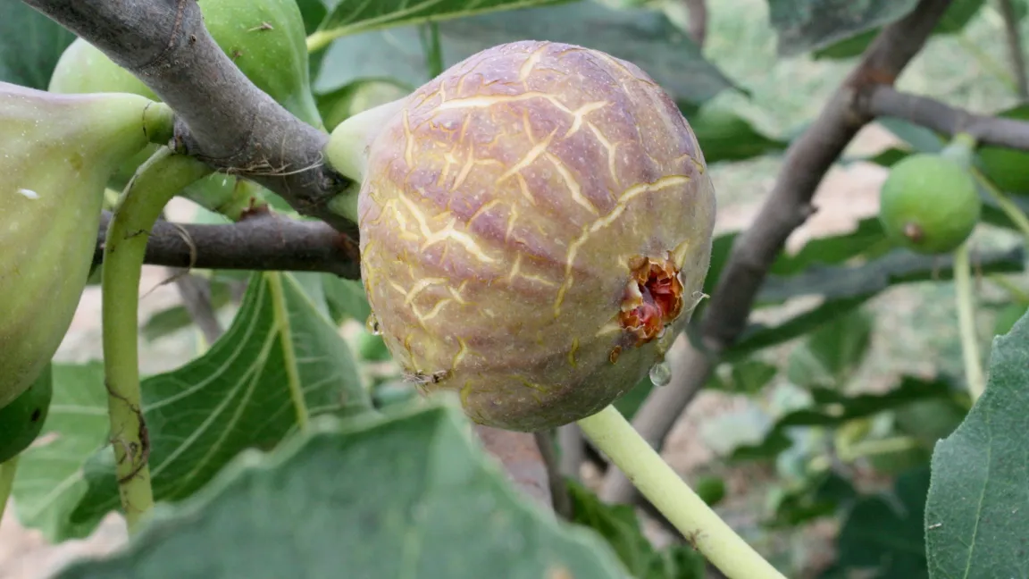 Bei reifen Feigen kann die Fruchthaut etwas reißen und es können Tropfen aus Zuckersaft austreten. Foto: Heinrich Beltz