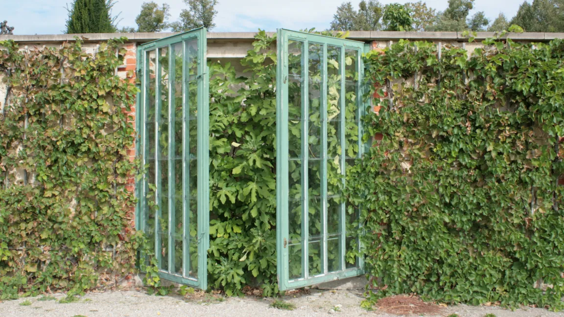 Gegen kalte Wintertemperaturen wurden Feigenbäume früher, wie hier in einer historischen Anlage im Park von Schloss Sanssouci, mit Fenstern geschützt. Foto: Heinrich Beltz