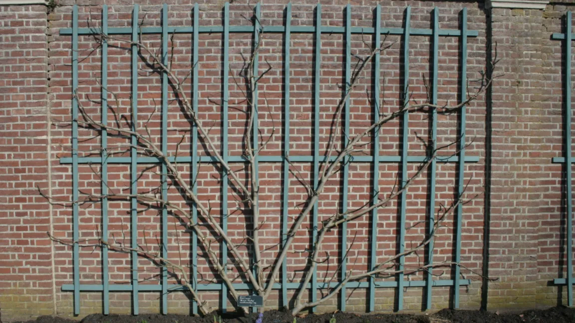 Feigen eignen sich gut für die Anzucht am Wandspalier, da sie die Wärme lieben, die dort abgestrahlt wird. Foto: Heinrich Beltz