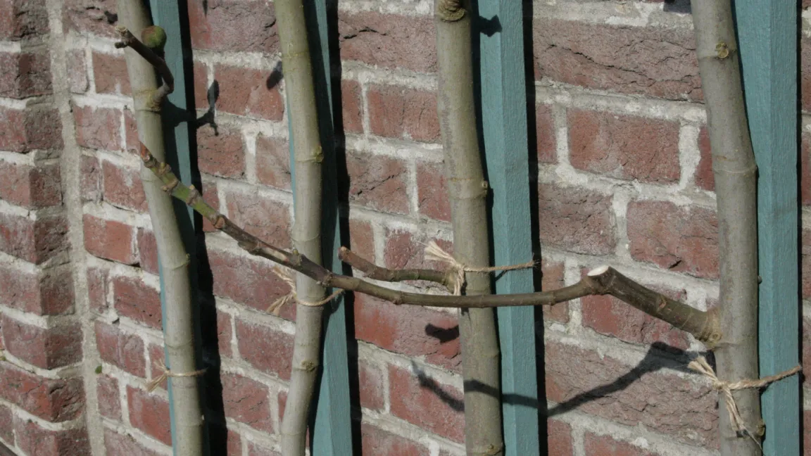 Feigen können im Frühjahr stark geschnitten werden, es sollten aber immer einige junge Triebe stehen bleiben, die dann Sommerfeigen tragen. Foto: Heinrich Beltz