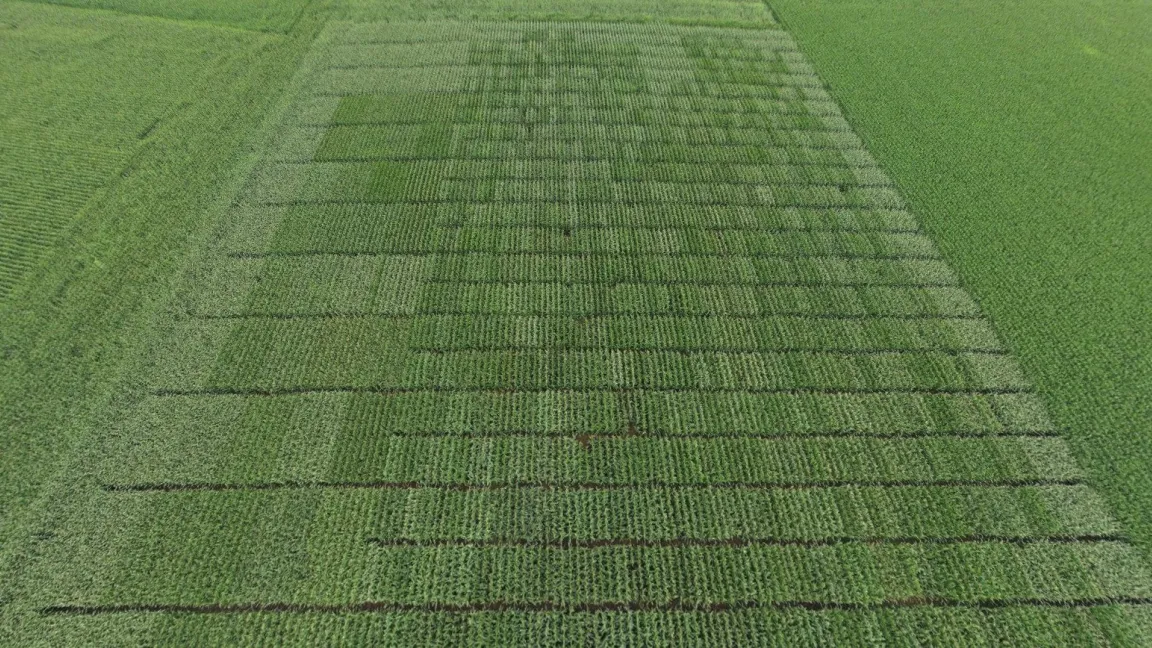 Zuchtgarten aus der Drohnenperspektive. Foto: Corteva Agriscience