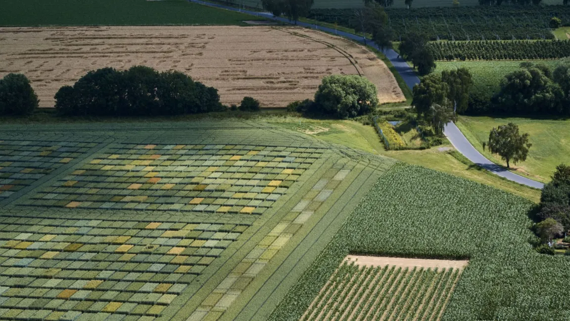 Abwechslungsreiche landwirtschaftliche Anbaupraktiken können eingesetzt werden, um profitabel zu wirtschaften. Auch die Züchtung kann dazu beitragen. Foto: Volker Lannert/Universität Bonn