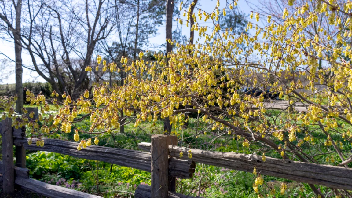 Scheinhaseln blühen früh im Jahr. Foto: Shutterstock