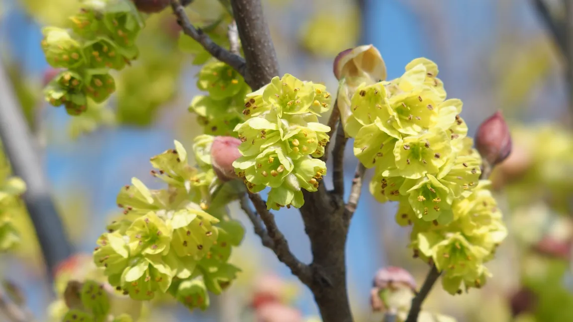 Die Blüten erscheinen weit vor den Blättern und verströmen einen zarten Duft. Foto: Shutterstock