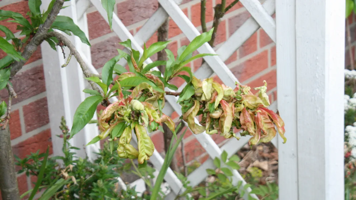 Die Kräuselkrankheit kann Pfirsich- und Nektarinenbäume so stark schwächen, dass sie absterben. Foto: Heinrich Beltz