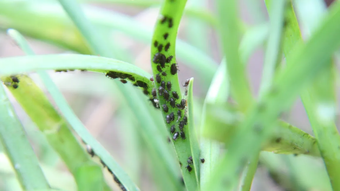 Die Zwiebellaus Neotoxoptera formosana kann sich schnell in Massen vermehren. Foto: Heinrich Beltz