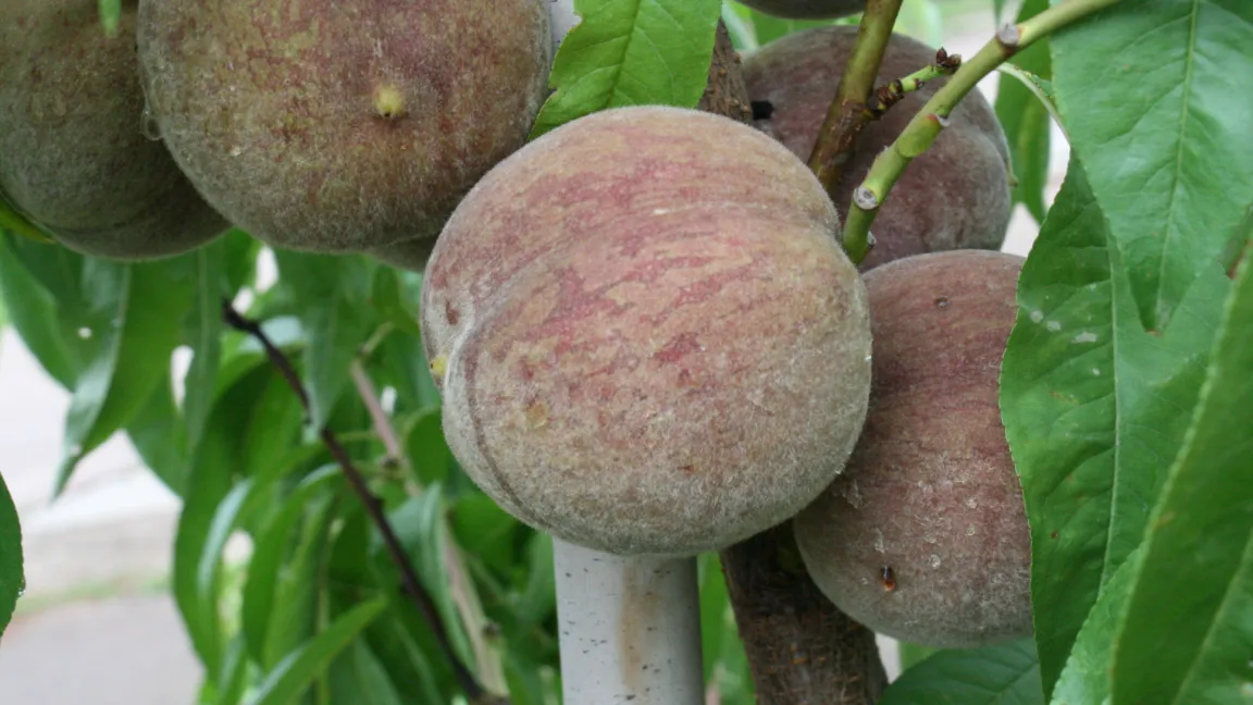 Manche resistente Pfirsichsorten wie der 'Rote Weinbergpfirsich' sind so widerstandsfähig gegenüber der Kräuselkrankheit, dass sie an günstigen Standorten kaum geschädigt werden. Foto: Heinrich Beltz
