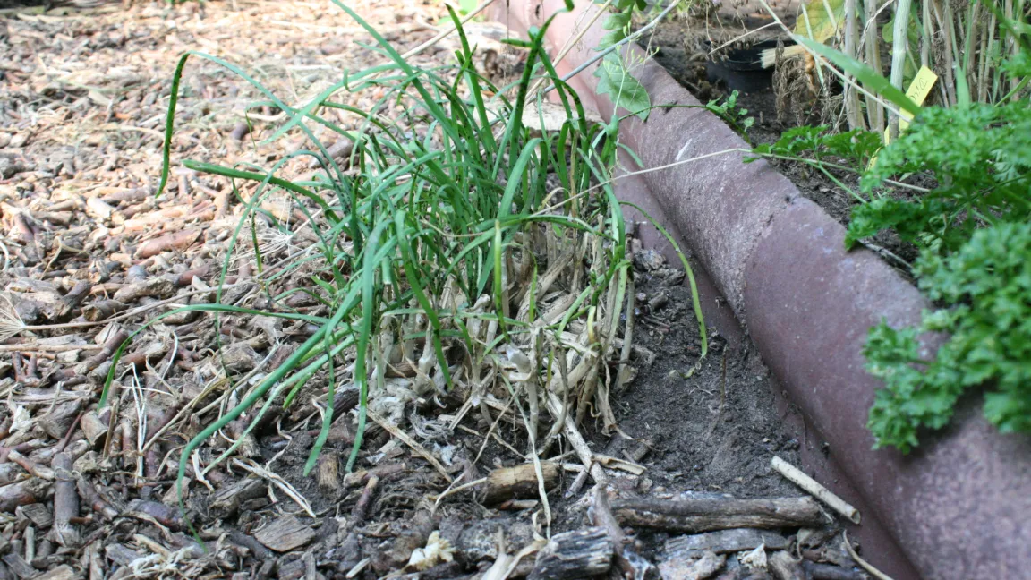 Schon leichterer Befall führt zu starken Wachstumsstockungen an den Wirtspflanzen. Foto: Heinrich Beltz
