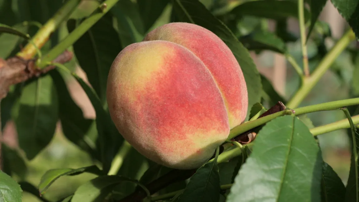 Die Sorte 'Fruteria' (syn. 'Franziskus') scheint besonders widerstandfähig zu sein. Foto: Heinrich Beltz