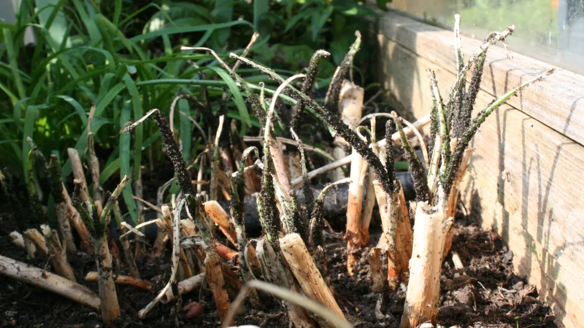 Bei starkem Befall sterben die Wirtspflanzen ab. Foto: Heinrich Beltz
