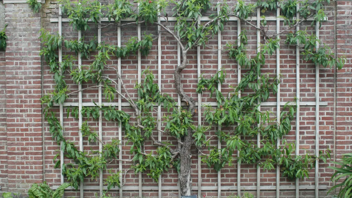 Pfirsich- und Nektarinenbäume gedeihen an Wandspalieren besonders gut, da sie deren abgestrahlte Wärme lieben. Foto: Heinrich Beltz