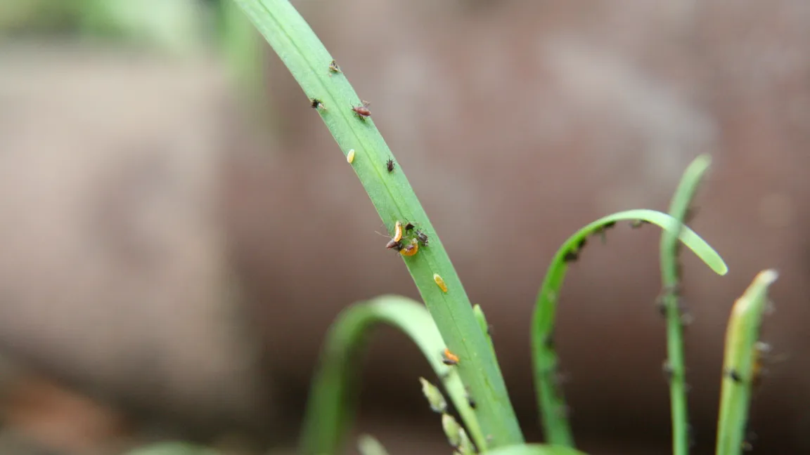 Nützlinge wie hier die orangegelb gefärbten Larven der Gallmücke Aphidoletes aphidimyza können den Befall verringern. Foto: Heinrich Beltz