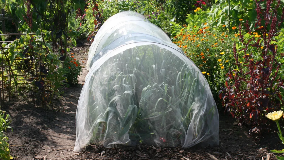 Aussaaten oder befallsfreie Jungpflanzen können durch Insektennetze geschützt werden. Foto: Heinrich Beltz