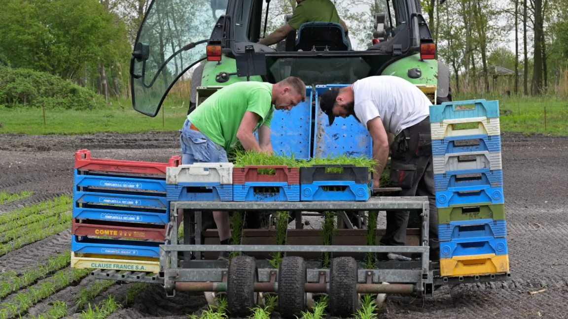Die Reissetzlinge werde mit einer Maschine ausgepflanzt, die auch im Gemüsebau verwendet wird. Foto: Ulrich Pfandler