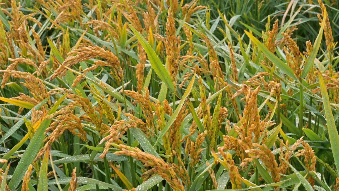 Reispflanzen kurz vor der Ernte. Foto: Ulrich Pfandler