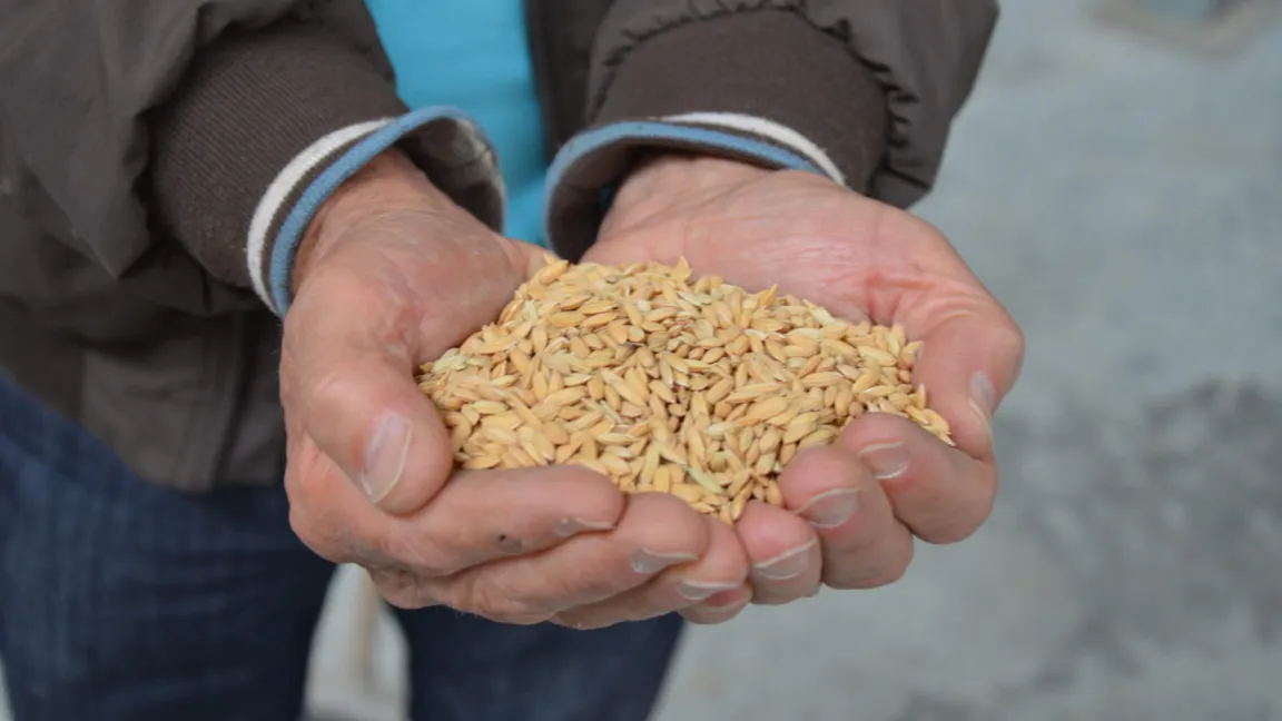 Reiskörner, bevor sie entspelzt und poliert sind. Foto: Matthias Wiedenau