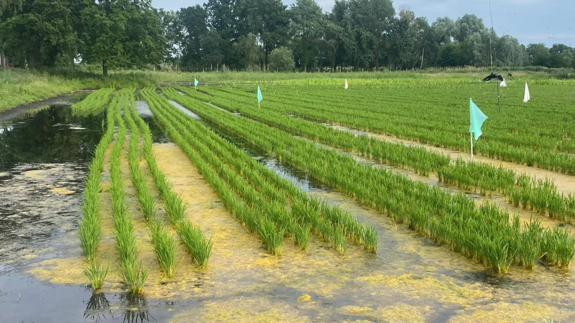 Das Reisfeld in Linum Ende Juni 2023. Foto: Ulrich Pfandler