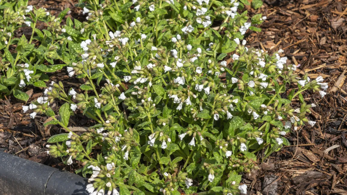 Die Gattung Pulmonaria besitzt eine große Farbvielfalt und ist auch in Weiß erhältlich. Foto: iStock