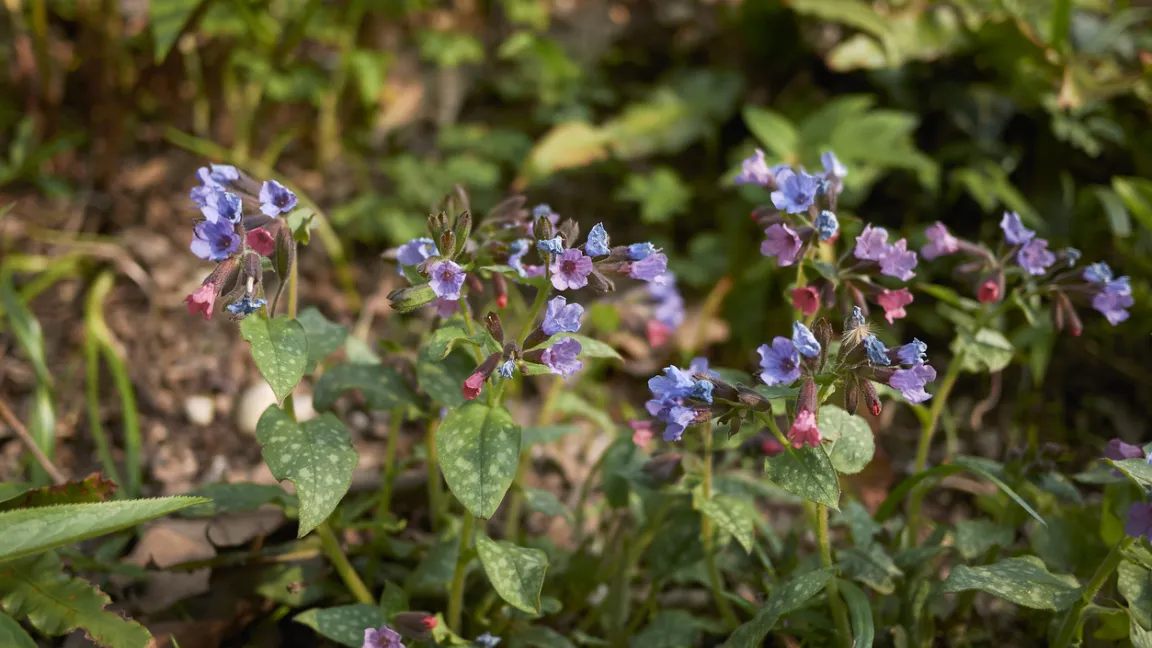 Das Echte Lungenkraut trägt rosarote bis violette Blüten und wird wegen der Flecken auf den Blättern auch Geflecktes Lungenkraut genannt. Foto: iStock