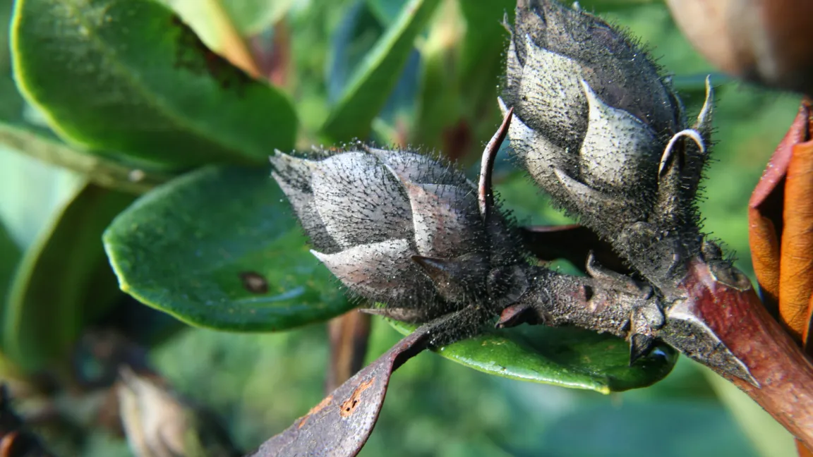 Tote Knospen sollten möglichst entfernt werden. Foto: Heinrich Beltz