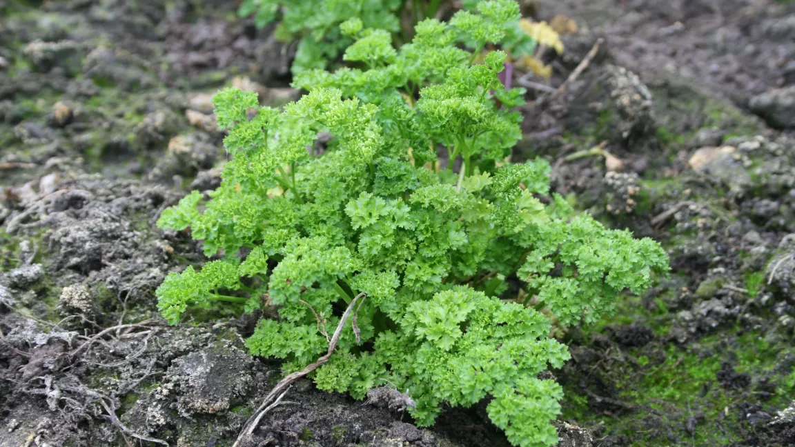 Viele Doldenblütler wie Petersilie sind relativ stark phototoxisch. Foto: Heinrich Beltz