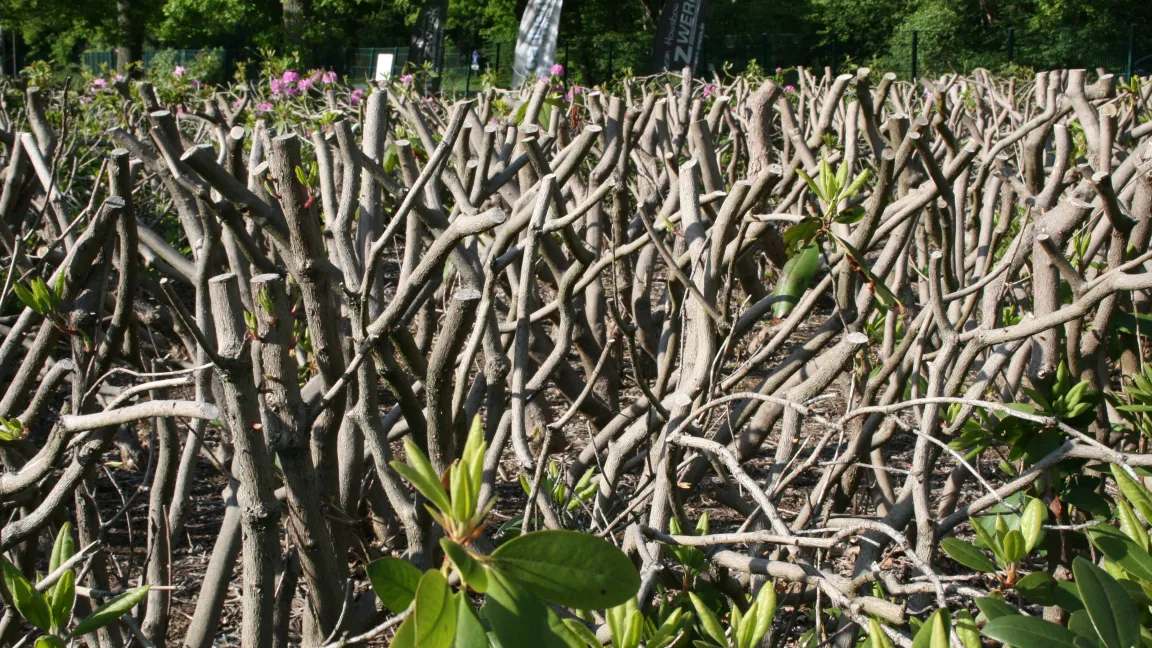 Ein starker Rückschnitt sollte möglichst vor der Blütezeit durchgeführt werden. Foto: Heinrich Beltz