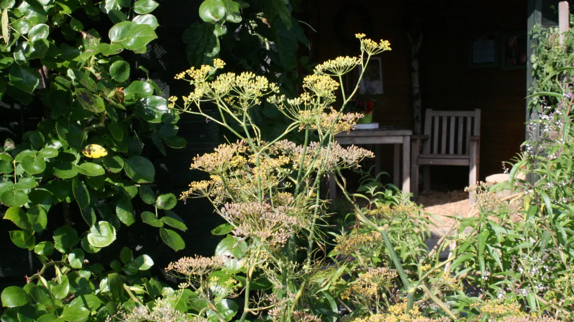 Auch Fenchel kann Photodermatosen verursachen. Foto: Heinrich Beltz