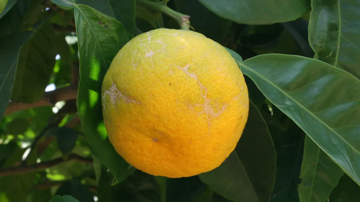 Pomeranzen und die aus ihnen gewonnenen Öle können genau wie viele andere Zitrusgewächse Photodermatosen verursachen. Foto: Heinrich Beltz