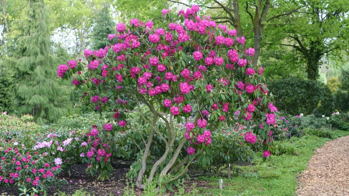 Eine Alternative zum Rückschnitt ist das "Aufputzen" der Stämme. Heinrich Beltz