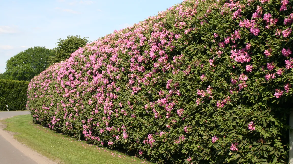 An günstigen Standorten kann man aus schnittverträglichen Rhododendron-Sorten auch geometrische Hecken ziehen. Foto: Heinrich Beltz