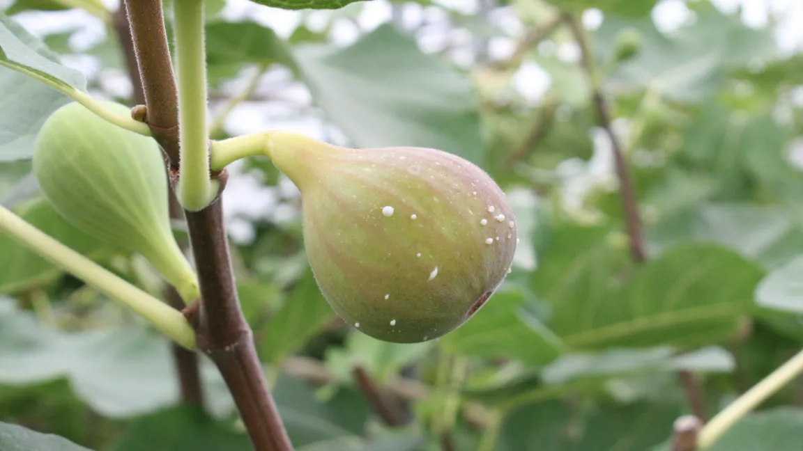 Der weiße Latexsaft der Feigenfrüchte und -zweige ist phototoxisch. Foto: Heinrich Beltz