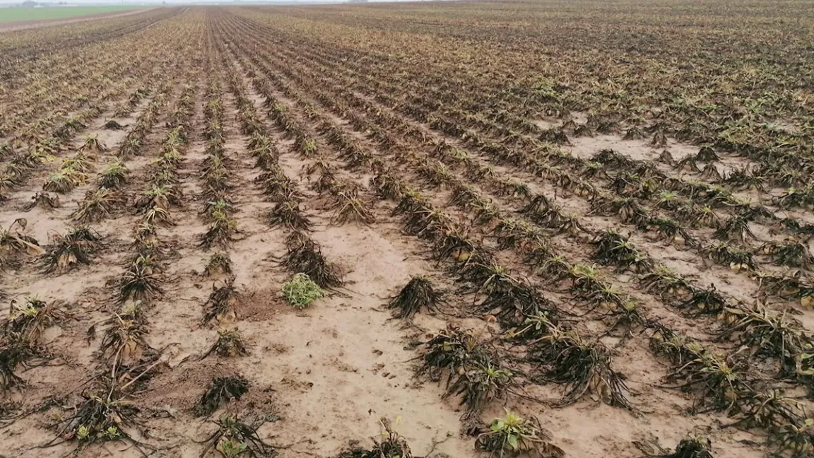 Rübenbestand mit starkem Stolbur-Befall. An nahezu jeder Rübenwurzel befinden sich die typischen Nymphen und watteartige Eiablagen. Foto: Strube