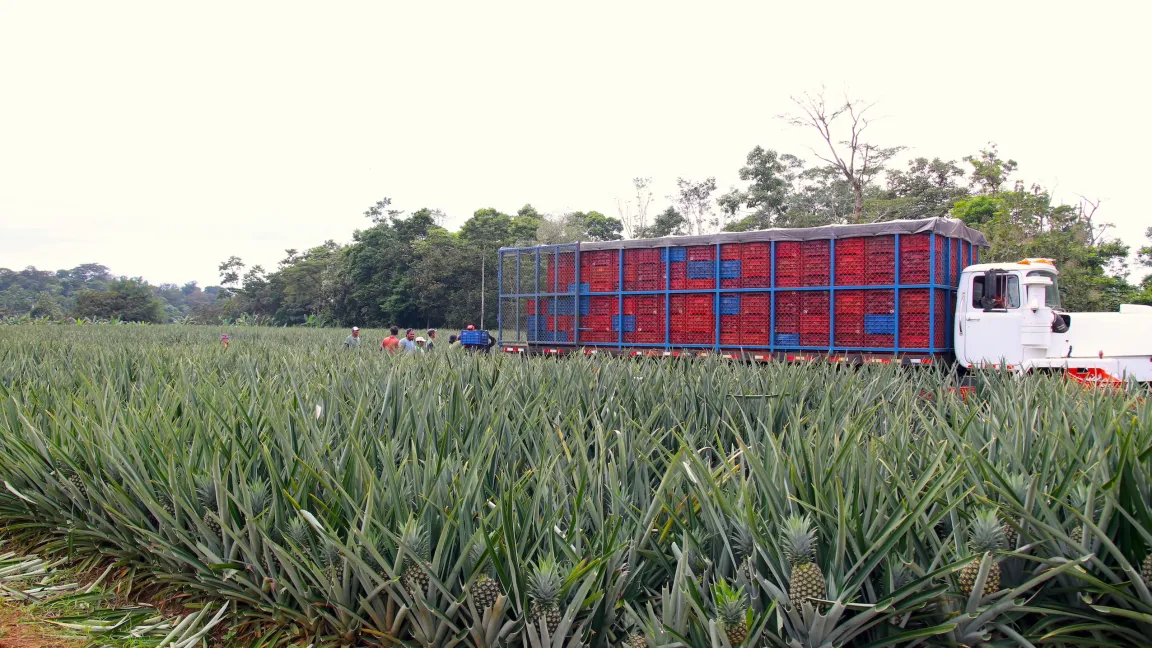 Ananasplantage in Costa Rica, heute der weltgrößte Ananasexporteur: Foto: Catrin Hahn
