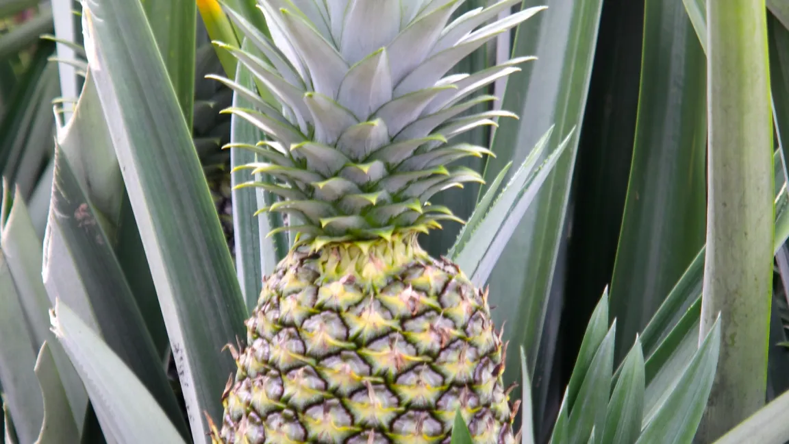 Das leckere saftige Fruchtfleisch der Ananas sind verwachsene Blütenblätter. Foto: Catrin Hahn