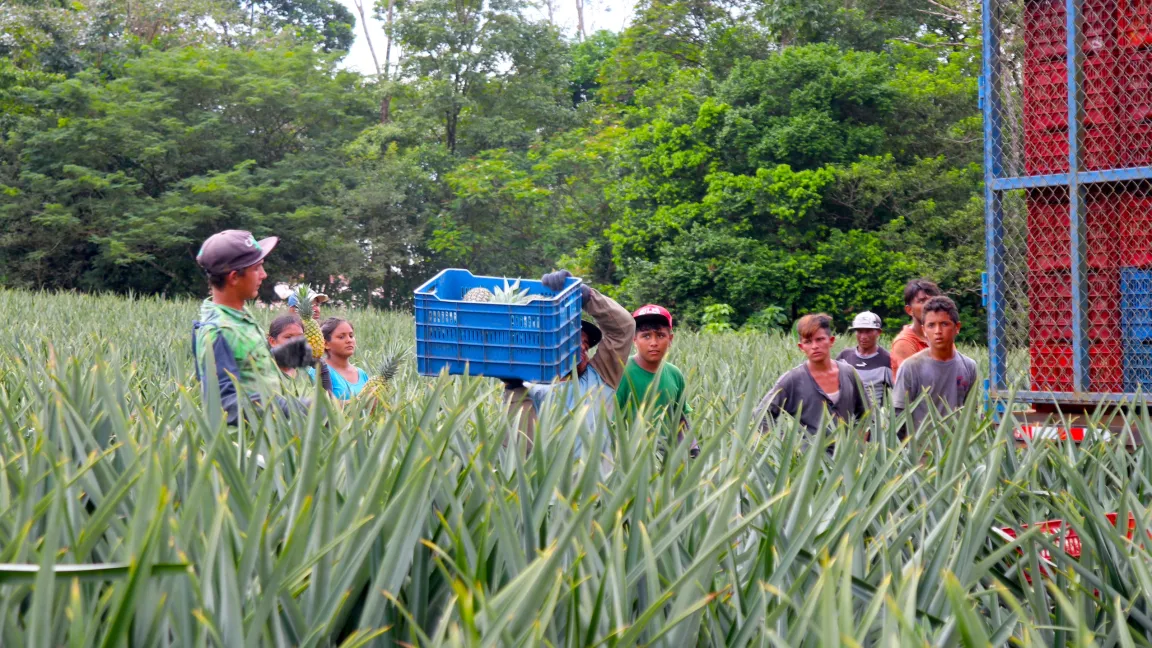 Ananasernte ist Handarbeit. Die erledigen in Costa Rica zumeist Arbeitsmigranten aus Nicaragua. Foto: Catrin Hahn