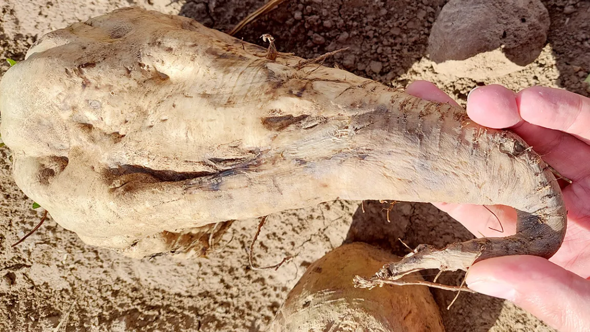 Das typische Stolbur-Symptom; Die Wurzel lässt sich gummiartig verbiegen. Daher der Begriff „Gummirübe“. Foto: Strube