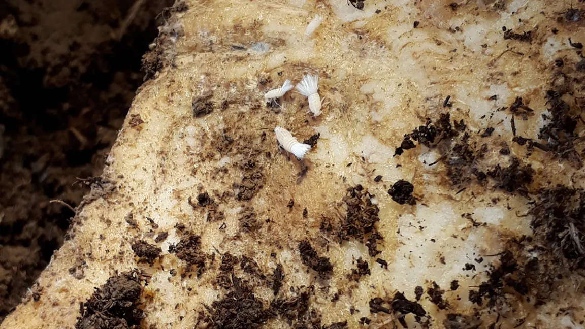 Die Nymphen der Schilf-Glasflügelzikade entwickeln sich nach der Eiablage im Boden an den Rübenwurzeln und überwintern im Boden am nachfolgenden Weizen. Foto: Strube