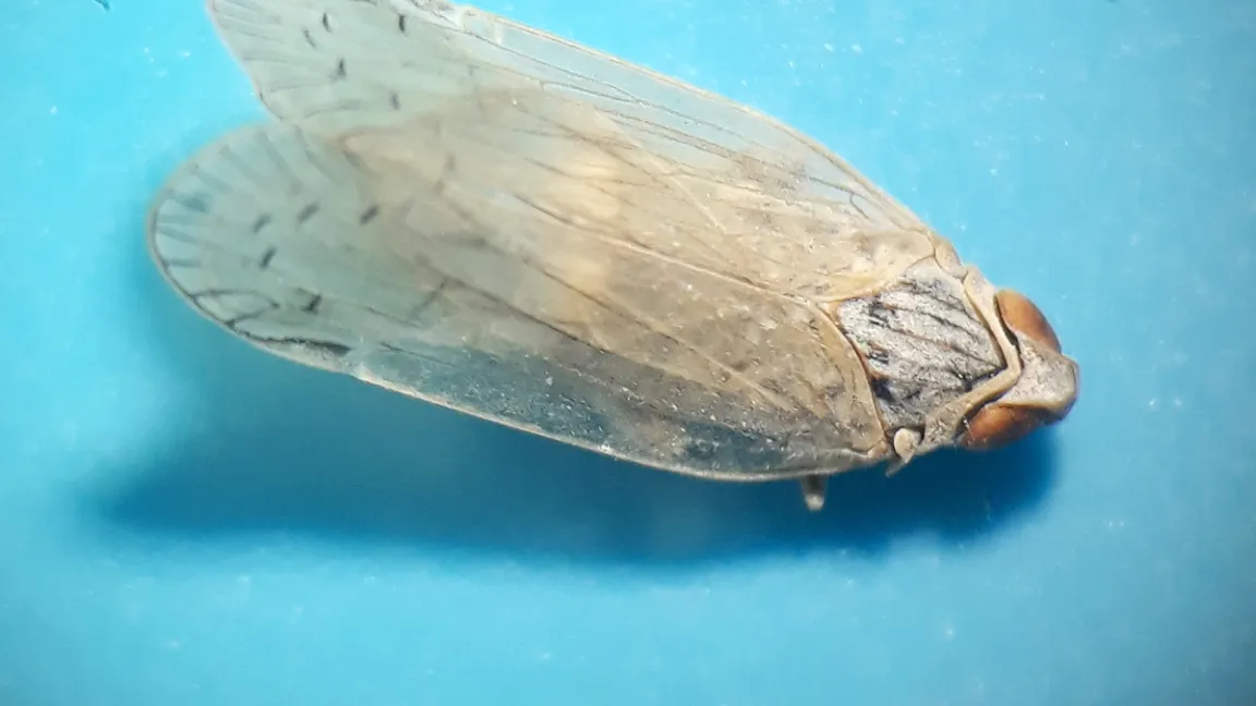 Eine adulte Schilf-Glasflügelzikade. Foto: Strube