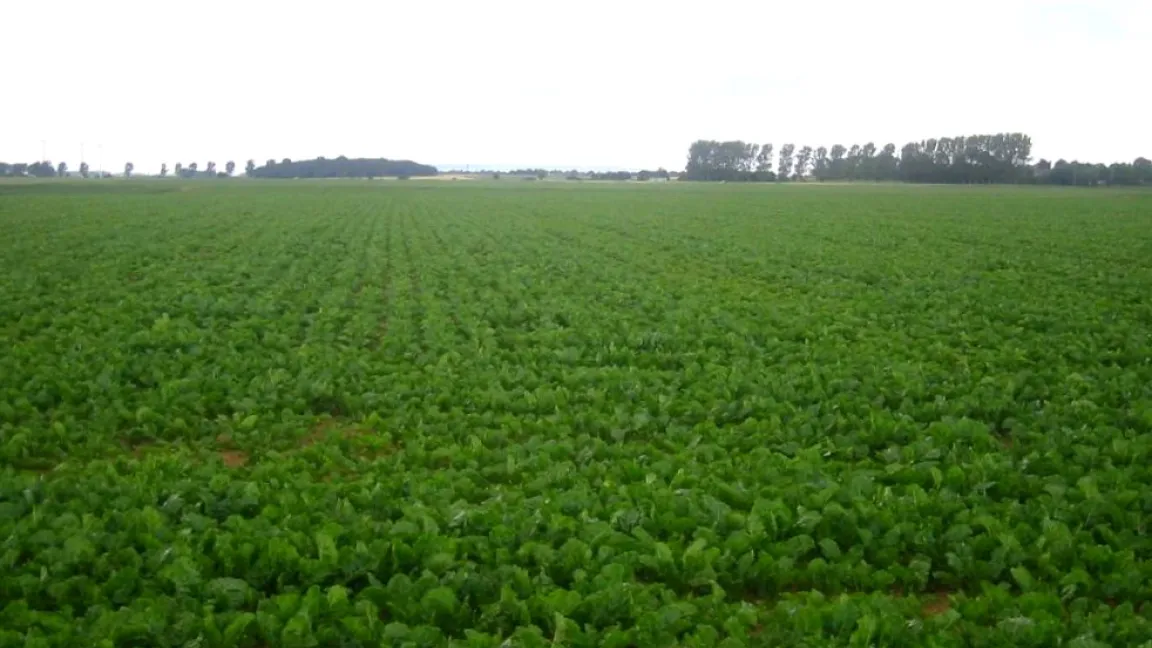 Gesunder Rübenbestand im Sommer. Foto: Matthias Wiedenau